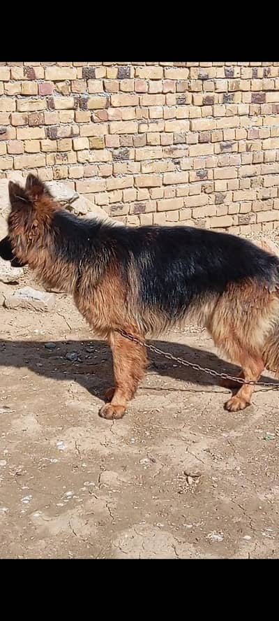 German Shepherd Pedigree Male