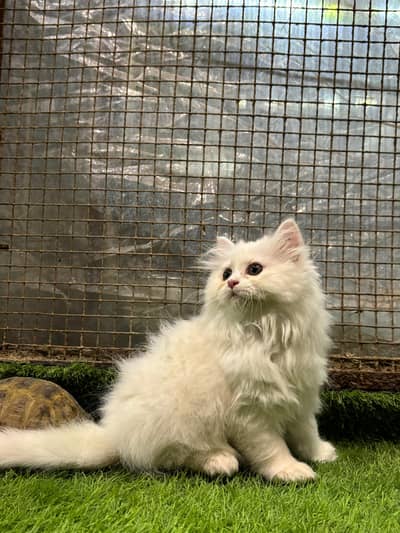 Persian male female kitten's