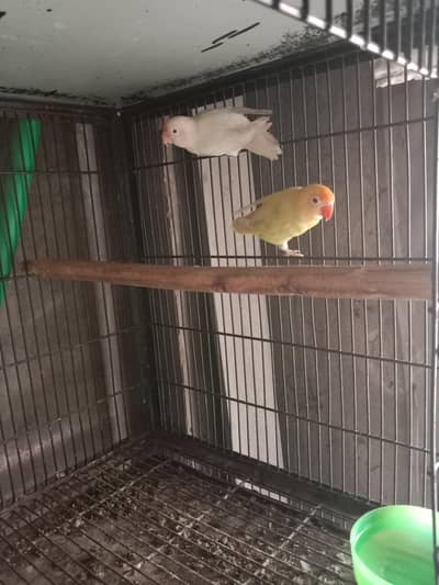 Healthy and breeder pair's