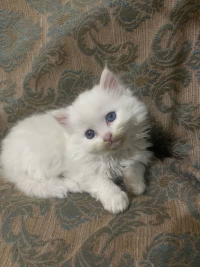 Triple coat persian kitten available