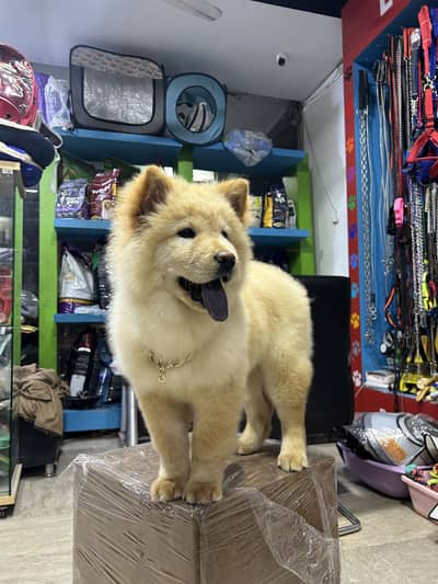 Chow Chow Puppies