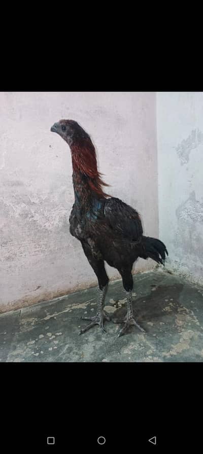 dragon aseel Black aye skin and legs