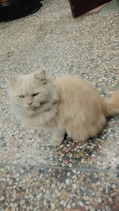 Persian male cat