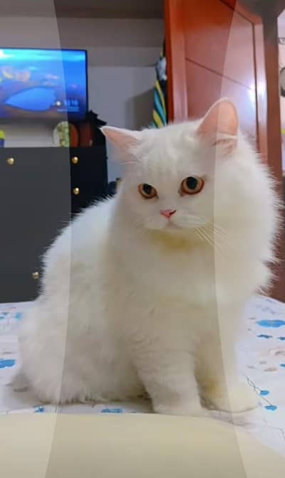 Persian Male Cat