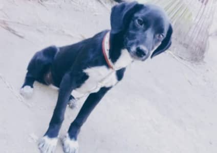 English Lab Femail Jet Black