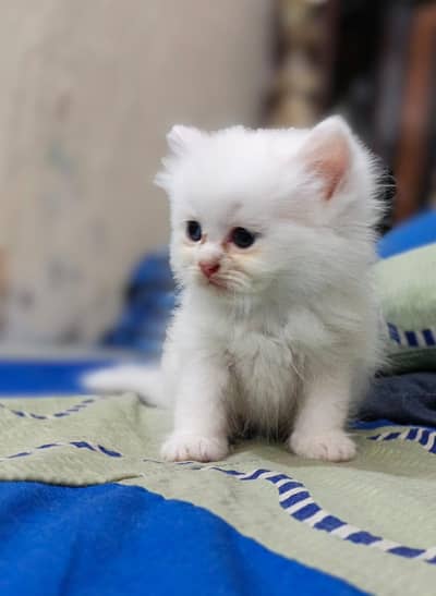 punch face odd eyes white And gray