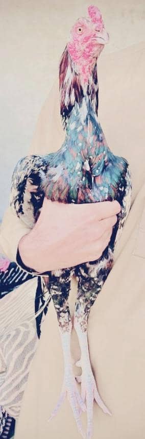 aseel murga for sale