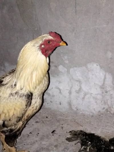 Aseel Mugra + Aseel Murgi and Golden Murgi for sale