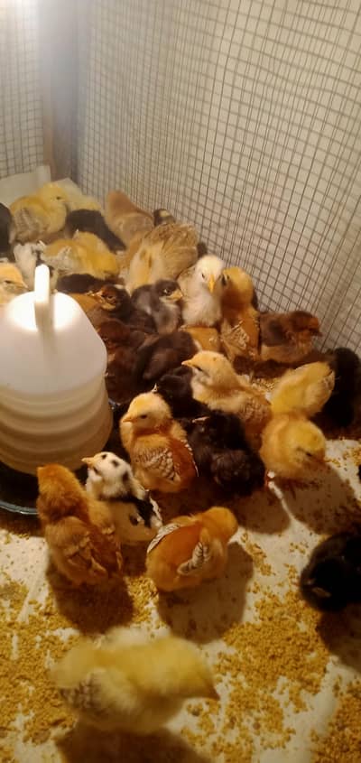 15 days old chicks |dasi chicks|golden misri chicks|dasi murgiya|chuza