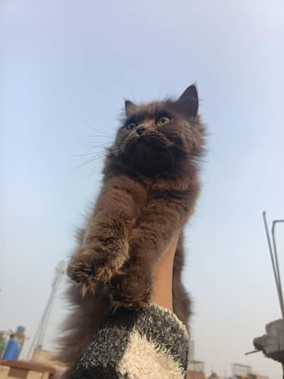 British longhair female