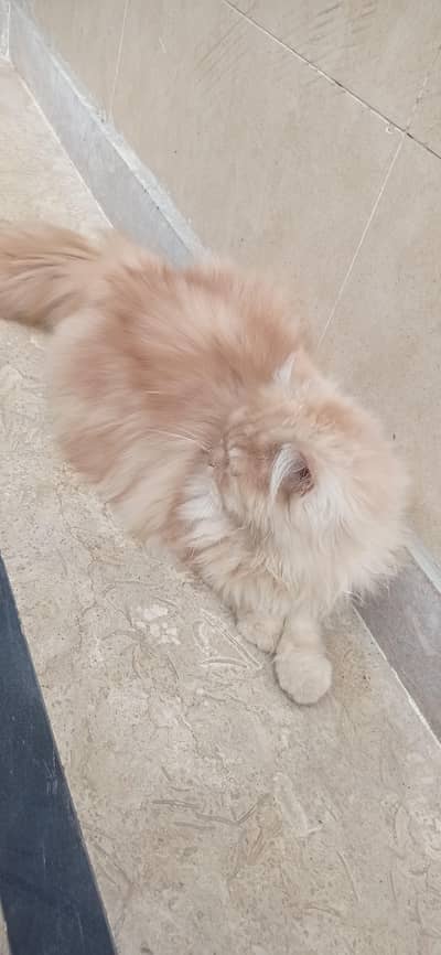 high quality Persian male triple cote with accessories