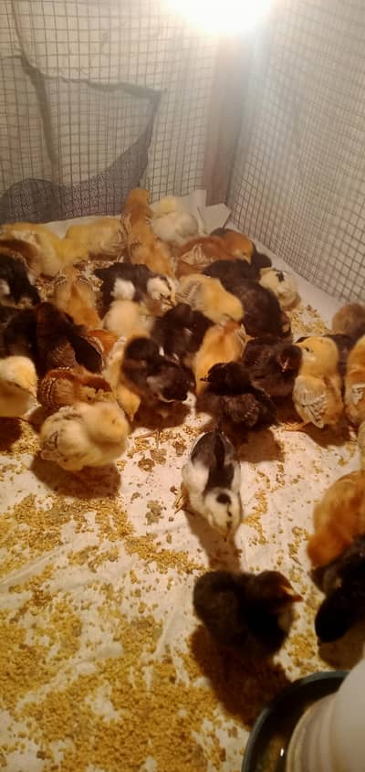 Golden misri chicks available. . murgiya . chuzay. dasi. bahawalpur