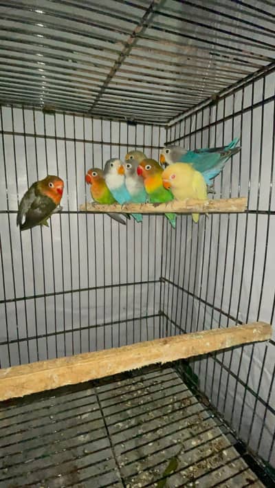 mix color quality love birds pathy