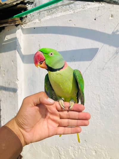 raw parrot male