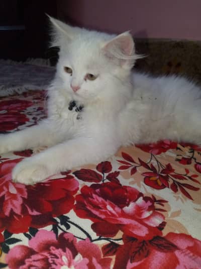 PERSIAN KITTEN