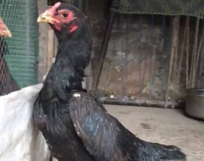 Thai female for sale 03416852769 WhatsApp