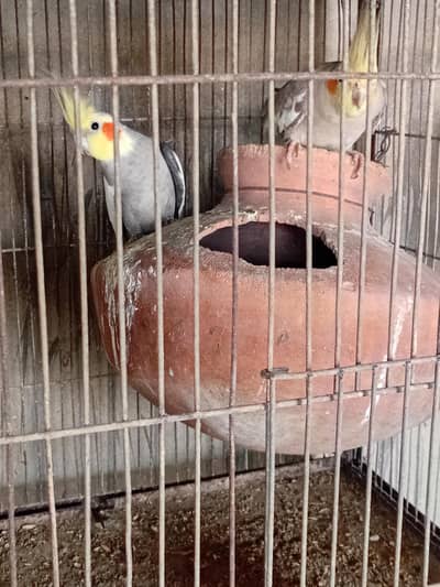 Cocktail grey + Fown 0318-2012121