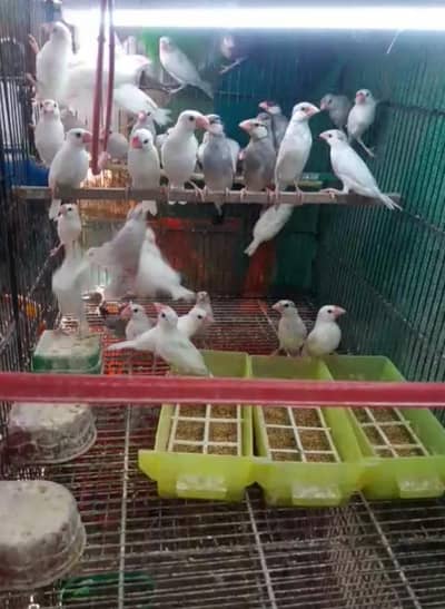 White, Silver and Gray Java Pathe