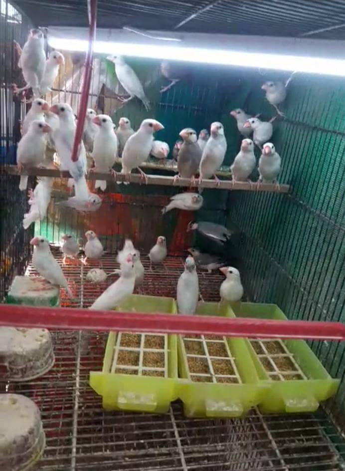 White, Silver and Gray Java Pathe 1