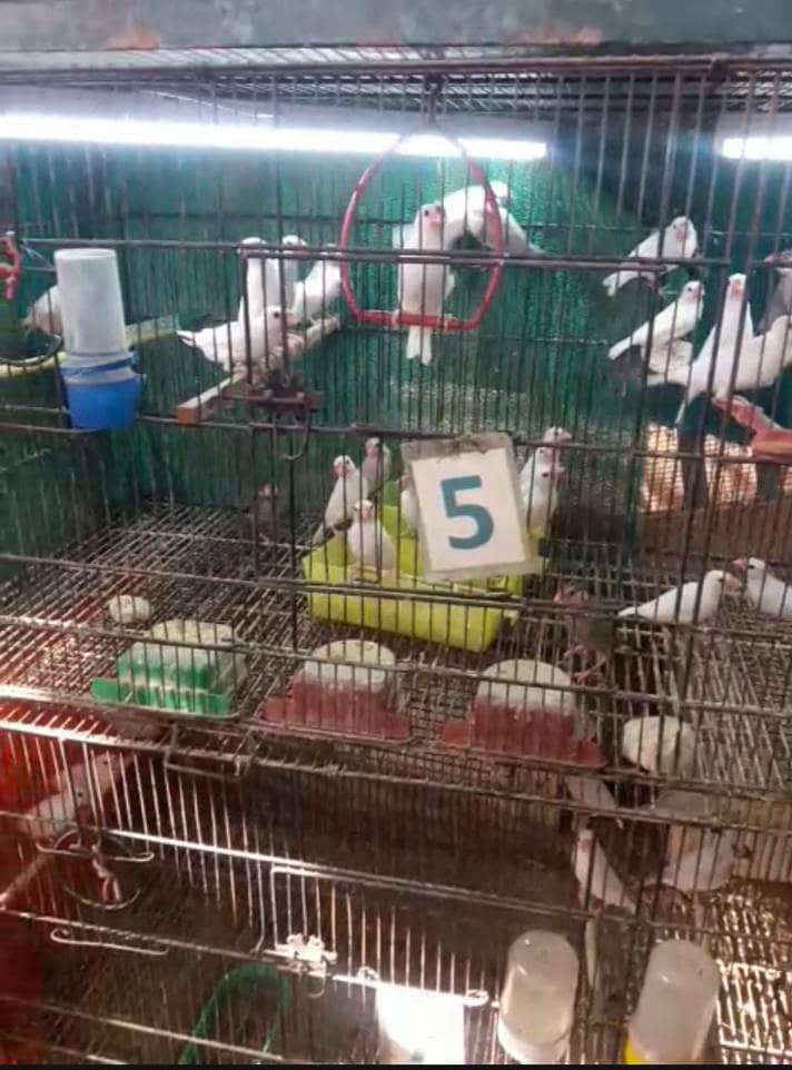 White, Silver and Gray Java Pathe 2