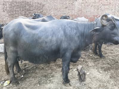 Urgent Sell Buffaloes (Bhansy) Neli, Ravi