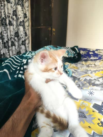 Kittens for free. Ignore the Price tag.