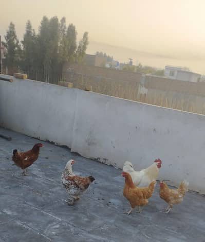 selling hens on urgent base