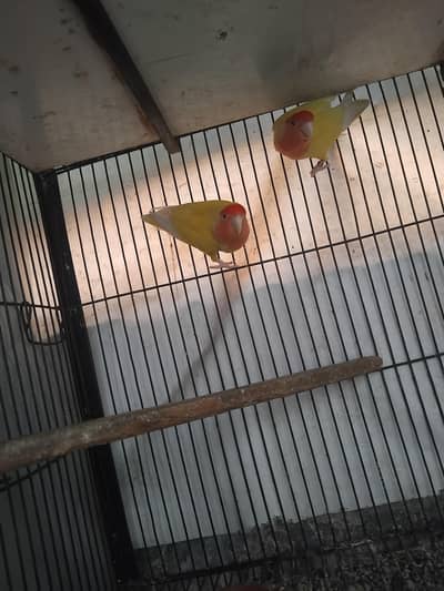 confirm breedr pair h