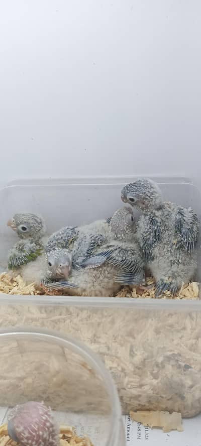 pineapple and green chick conure  baby