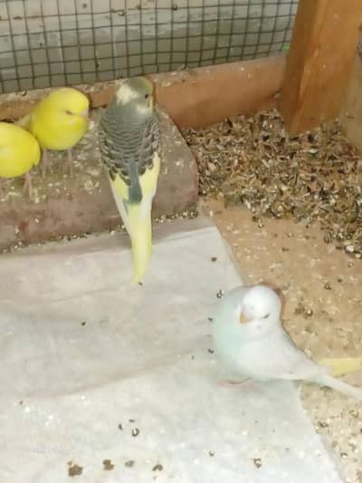sale budgie