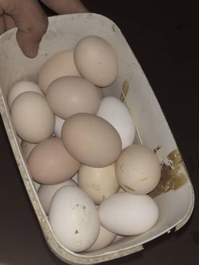 Organic eggs available