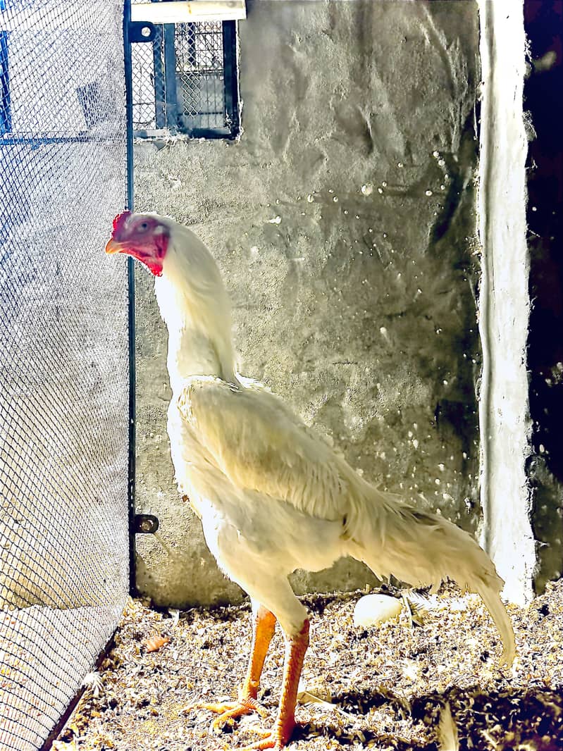 “Height: ~40 cm” 0