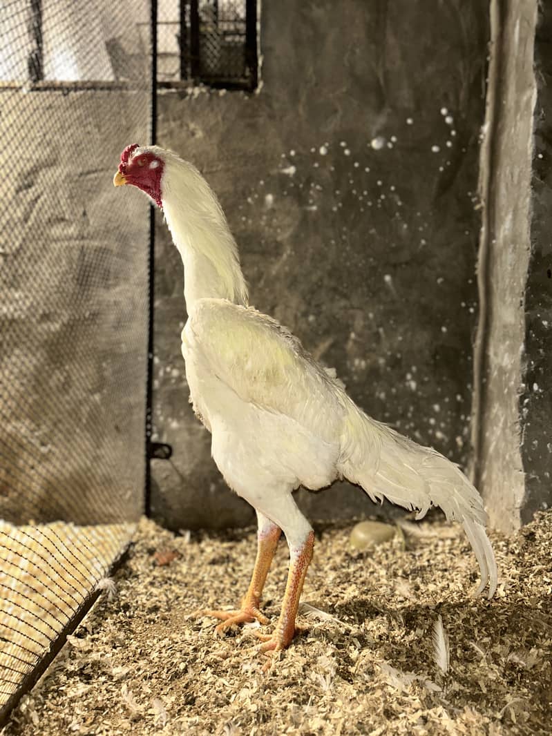 “Height: ~40 cm” 1