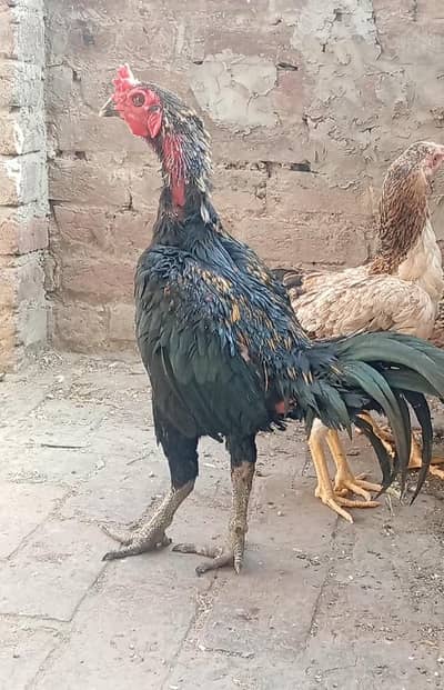 TOP QUALITY ASEEL BIRD'S