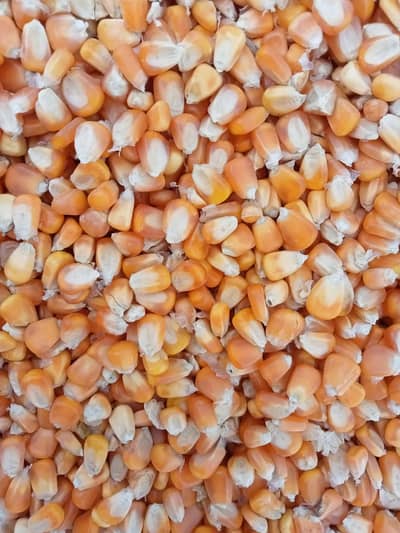 satyana road se Pahari ground . Nusrat Fateh hospital