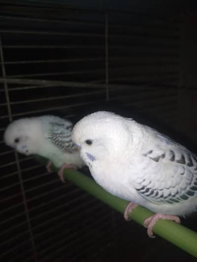 TCB ustailion bards Pathy   fast Berar 03122842737