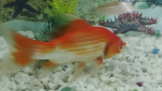 Goldfish pair for sale