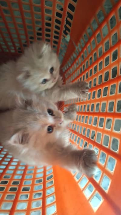 turkish angora x persian cats