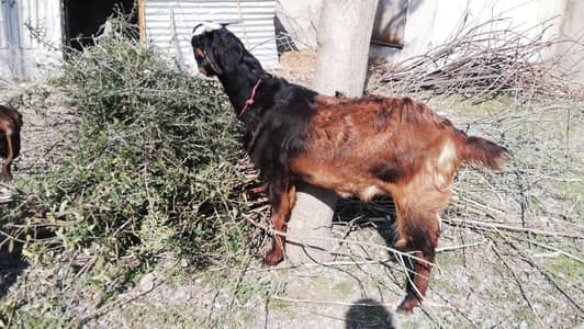 گبن بکری ارجنٹ فارسیل