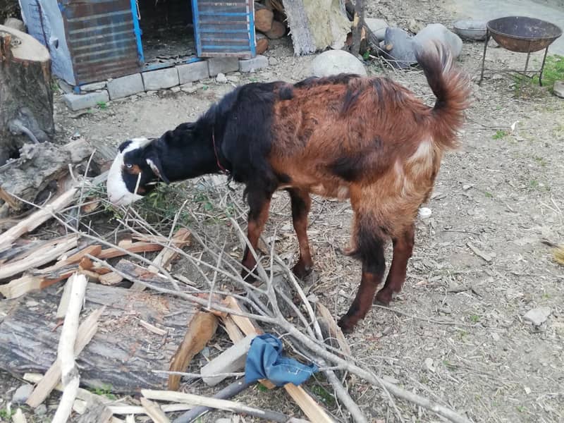 گبن بکری ارجنٹ فارسیل 1