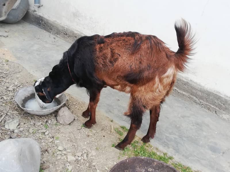 گبن بکری ارجنٹ فارسیل 2