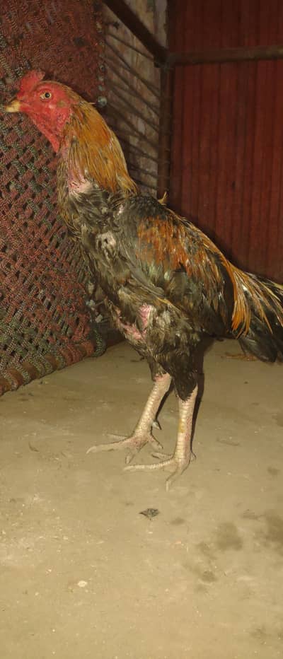 Pakistani cros morga