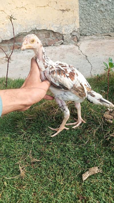 china chicks pair for sale