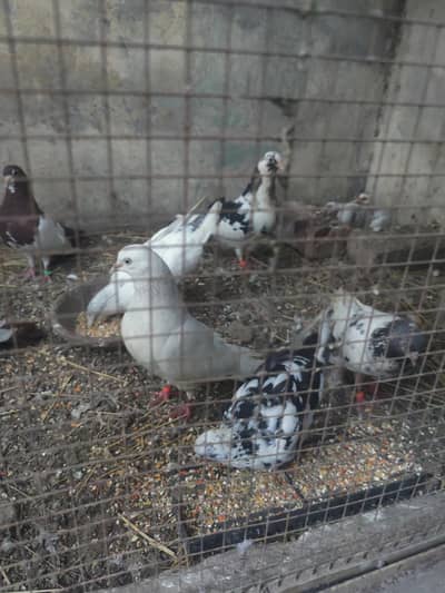 12 piece 6 baby 3 breeder pair