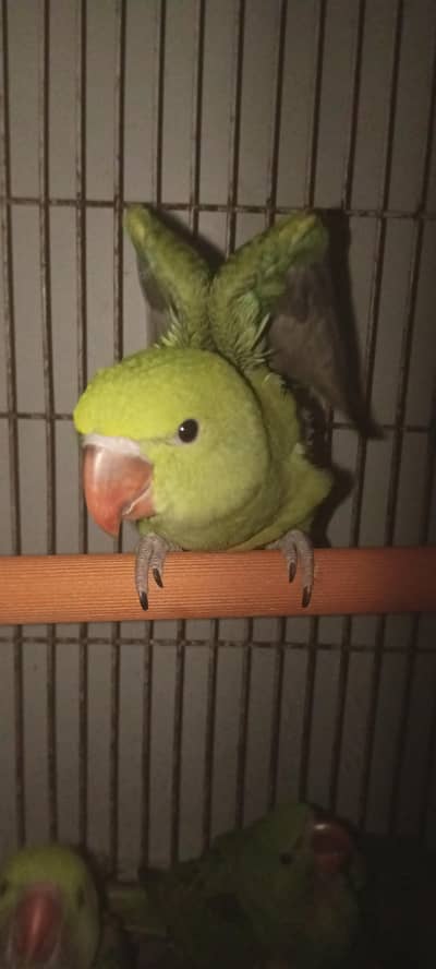 KASHMIRI PAHARI covered chicks