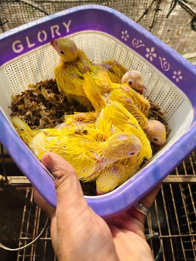 yellow ringneck and green ringneck