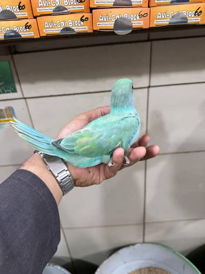 blue opline ringneck chicks