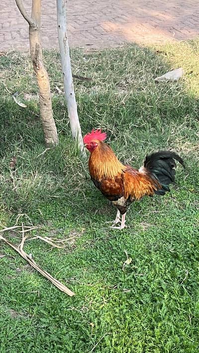 Lohmaan brown + 2Golden + 1 Male