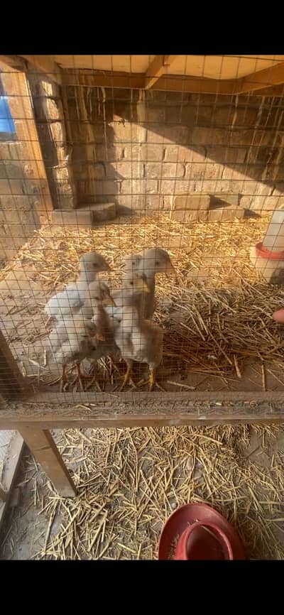 White heera chicks
