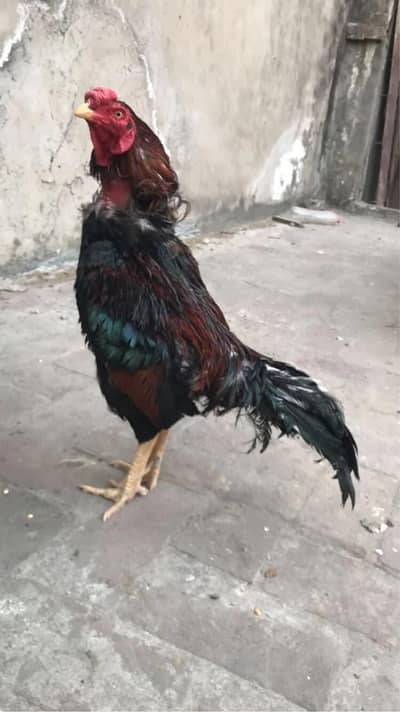 aseel mianwali murga o size